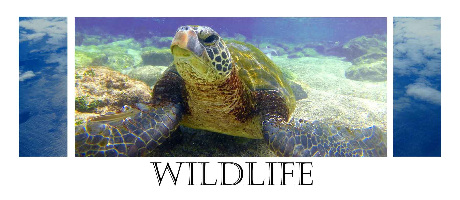 oceans tab wildlife