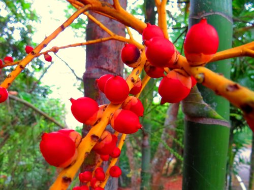 plant