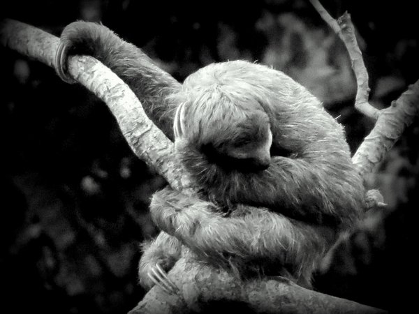 sloth
