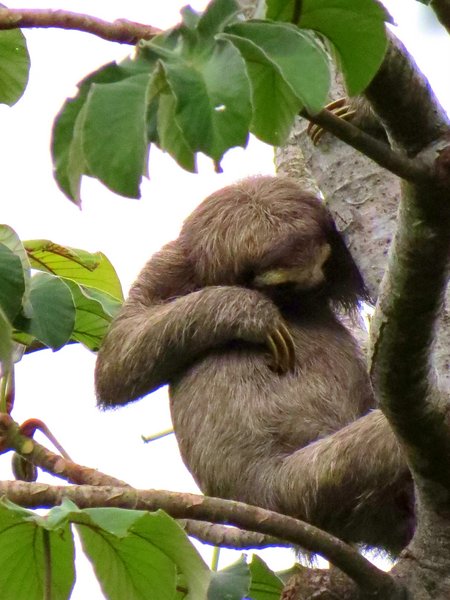 sloth
