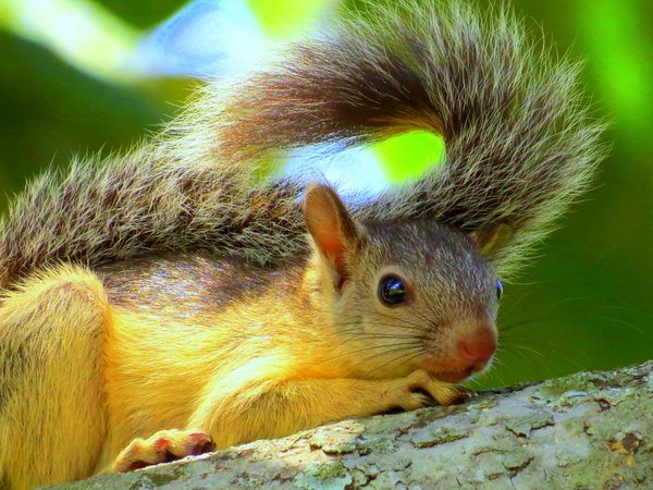 squirrel