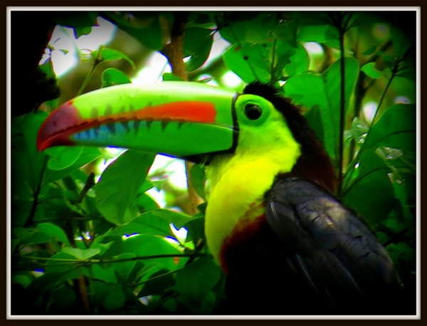 toucan