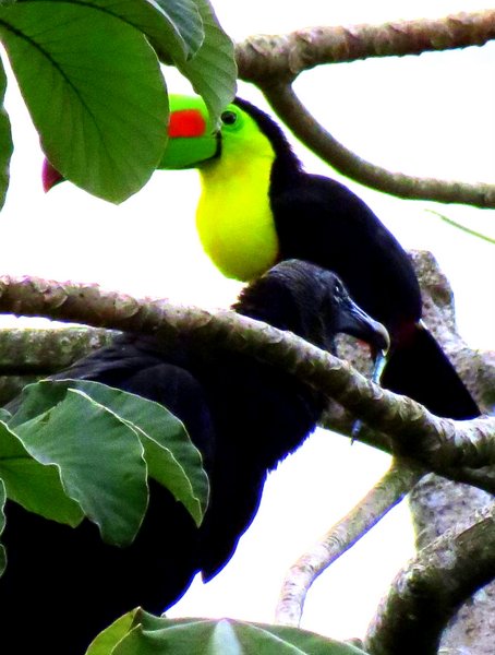 toucan vulture