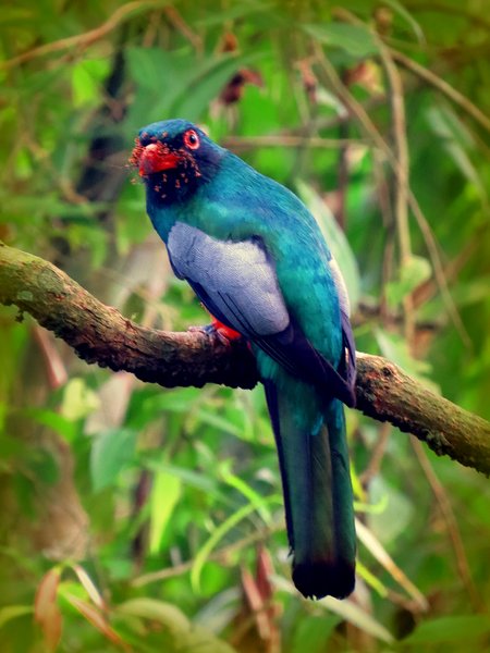 trogon