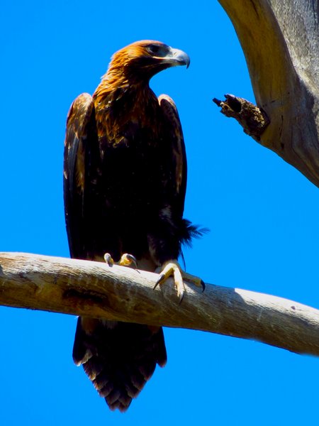 wedge tailed eagle