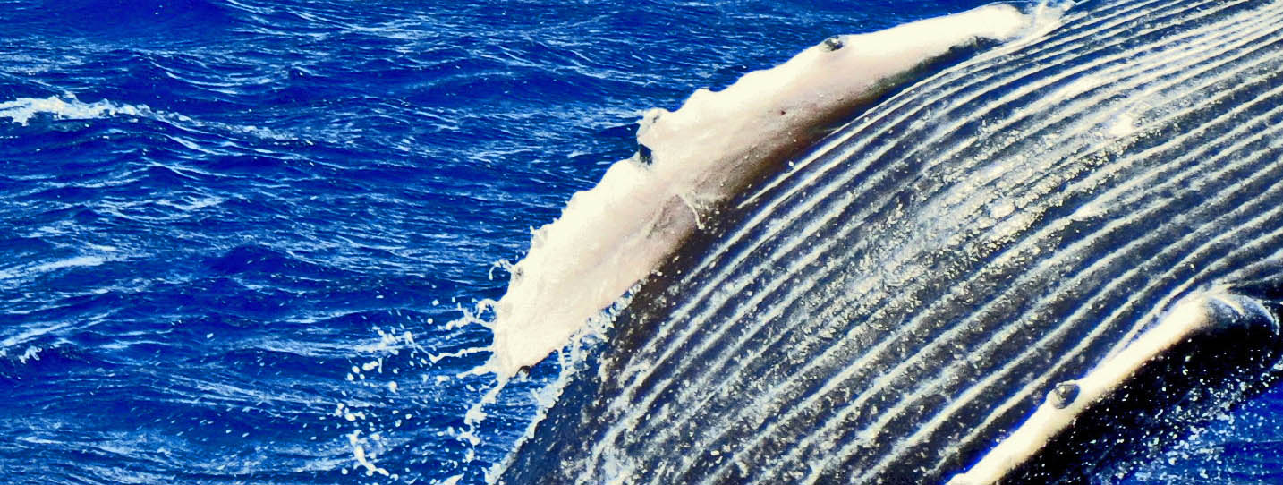 whale
