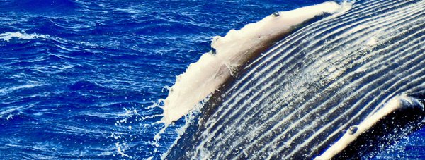 humpback whale