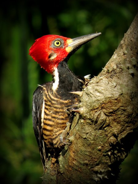 woodpecker