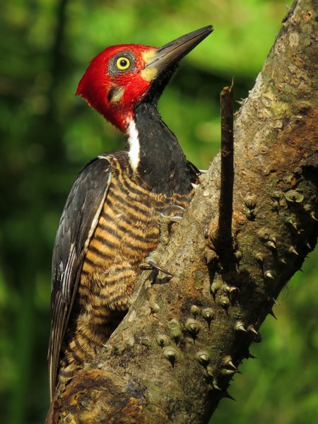 woodpecker