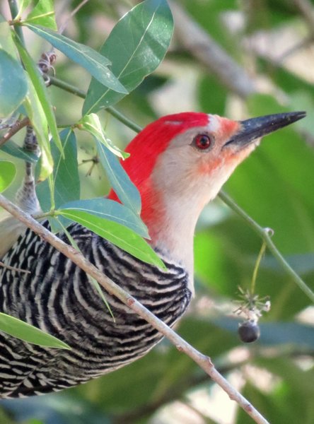 woodpecker
