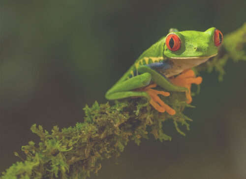 Best Hiking Routes in Costa Rica in 2022