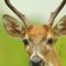 Whitetail Deer Gets Road Rage