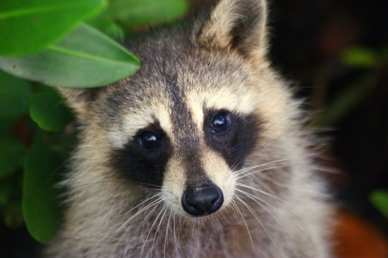 raccoon