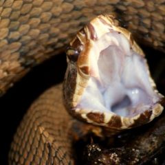 Photographing Snakes in the Wild