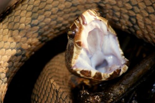 Photographing Snakes in the Wild