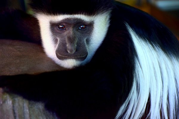 colobus monkey kenya africa poaching