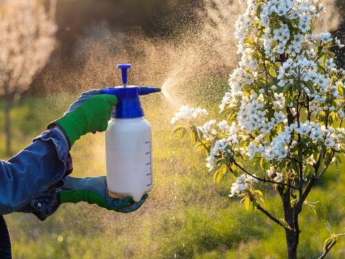 Alternatives to Chemical Pesticides for a Healthier Environment & You