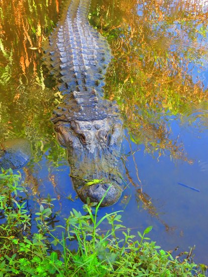 Peace river alligator