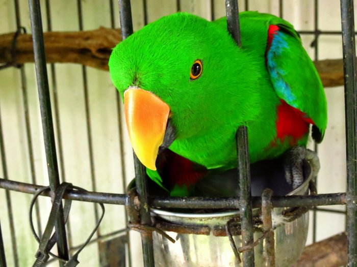 Searching for Parrots in...Europe? Waking Up Wild Waking Up Wild