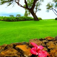 Mailing Rocks to Hawaii