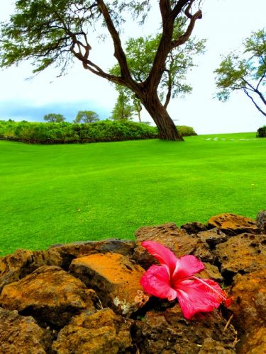 Mailing Rocks to Hawaii