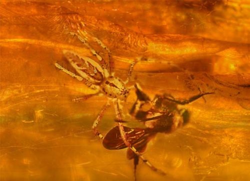 Amber: The World’s Sappiest Discoveries