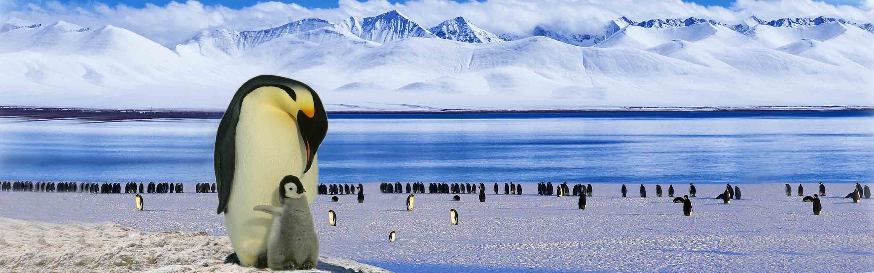 antarctica penguin
