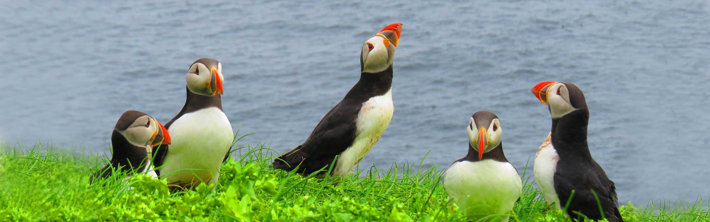 puffin