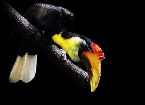 Borneo : Highlights of an Untamed Island