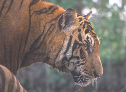 Best Countries to See Big Cats in the Wild