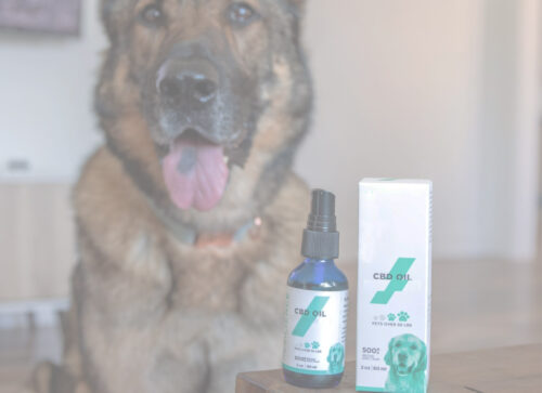 Dosing CBD Oil for Your Pet