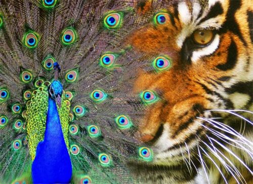 Chitwan National Park: Asia’s Serengeti