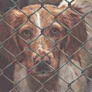 7 Things to Know before Adopting A Dog Who Has Experienced Trauma