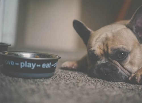 How to Choose the Best Food for Your Pet