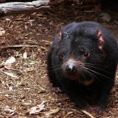 Shaking Hands with the Devil in Tasmania