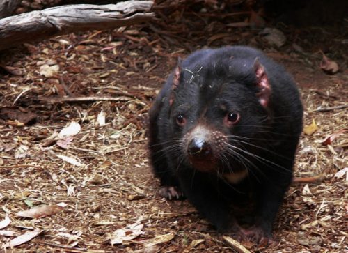 Shaking Hands with the Devil in Tasmania