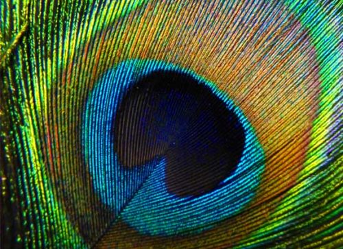 The Nature & Beauty of Bird Feathers
