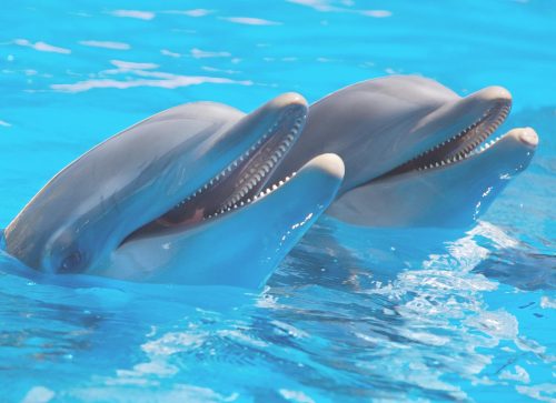 Orlando’s Top Wildlife Attractions