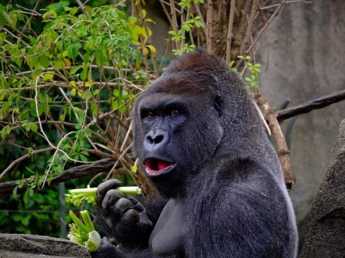 Gorilla Escapes Enclosure at London Zoo