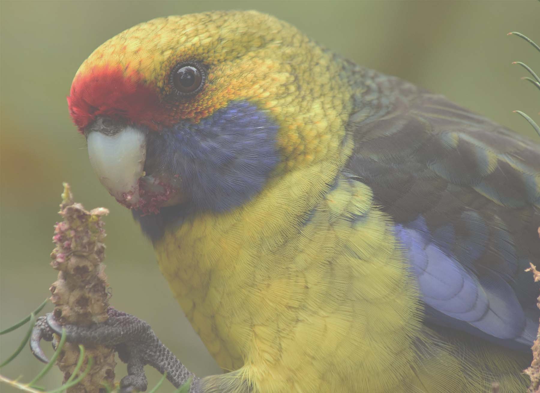 Guide to Common Birds of Tasmania , Australia Waking Up Wild