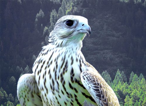 Gyrfalcon: The Bird of Kings
