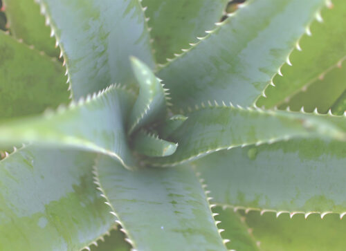 4 Exotic Plants with Amazing Health Benefits