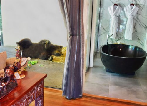 Jamala Wildlife Lodge: A Room with a Zoo