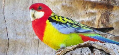 Skittles in the Sky : Australia’s Parrots