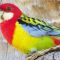 Skittles in the Sky : Australia’s Parrots