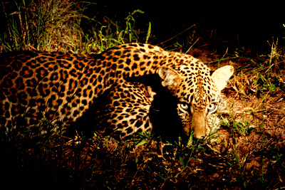 leopard-night-1074375_1920