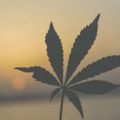 4 Proven Ways You Can Overcome Weed Addiction Right Now
