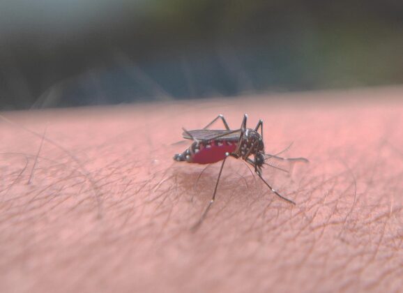What To Know About The West Nile Virus Before Your Next Trip