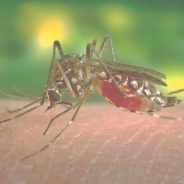 4 Ways to Prevent Mosquito Bites