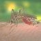 4 Ways to Prevent Mosquito Bites